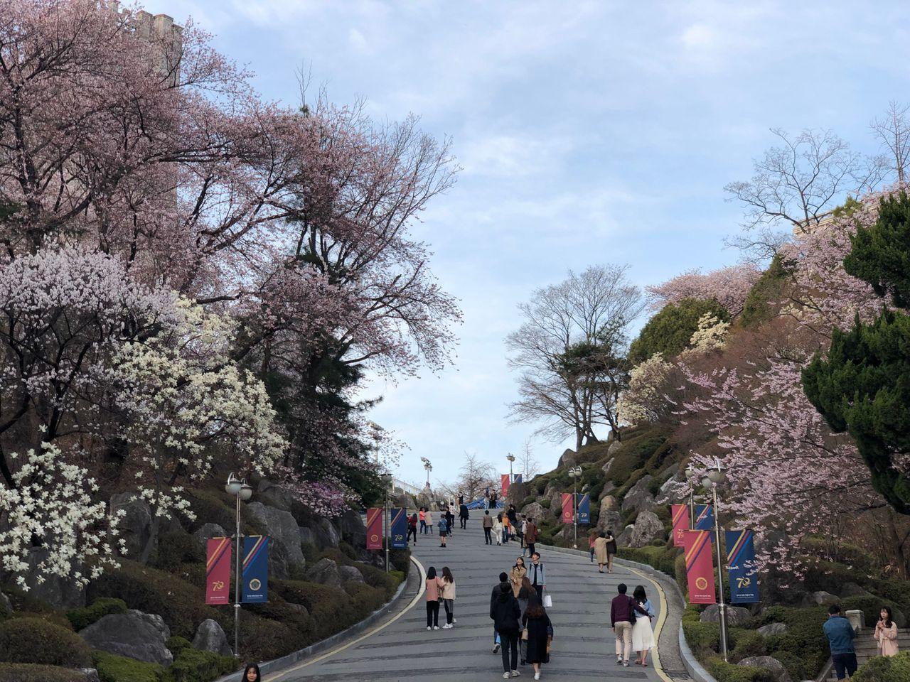 Take a walk on Kyung Hee campus with European architecture and cherry blossoms
